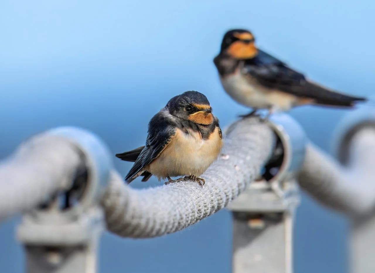 Quelle: pixabay.com/de/photos/rauchschwalbe-wildvogel-v%C3%B6gel-9798461